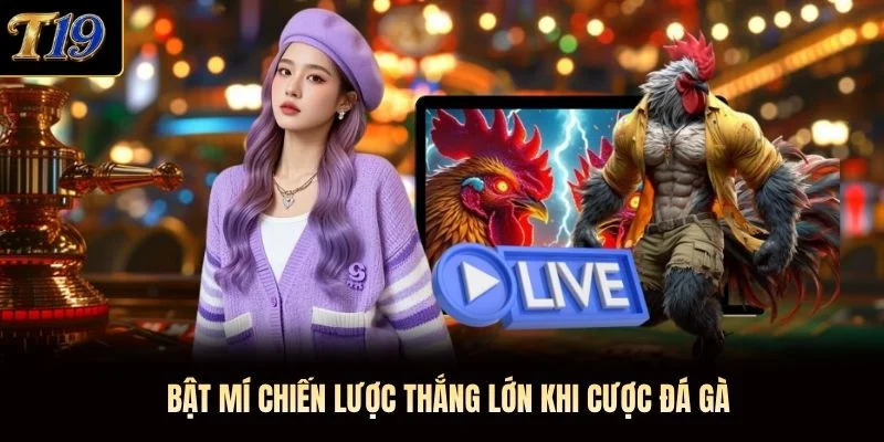 Bật mí chiến lược thắng lớn khi cược đá gà