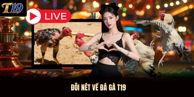 Đôi nét về đá gà T19